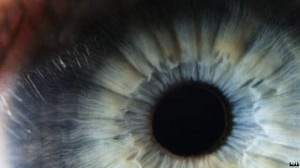 human cornea